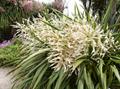 forest cabbage tree